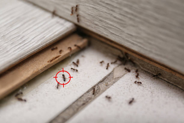 Best Pest Removal Services  in Wakefield, VA